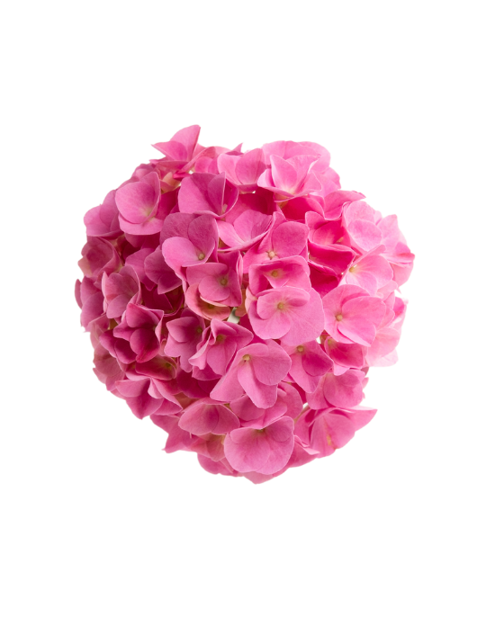 One Floral | Pink Sunset™